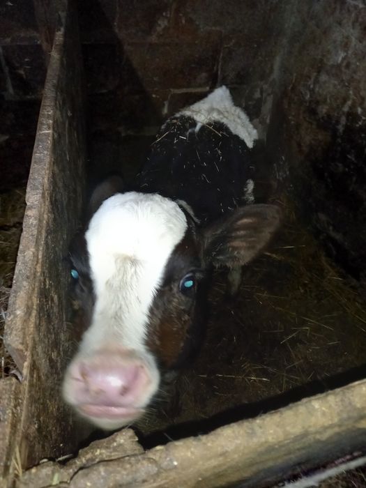 Продается телочка,1,5 месяца.Чугуевский р-н,Каменная Яруга.