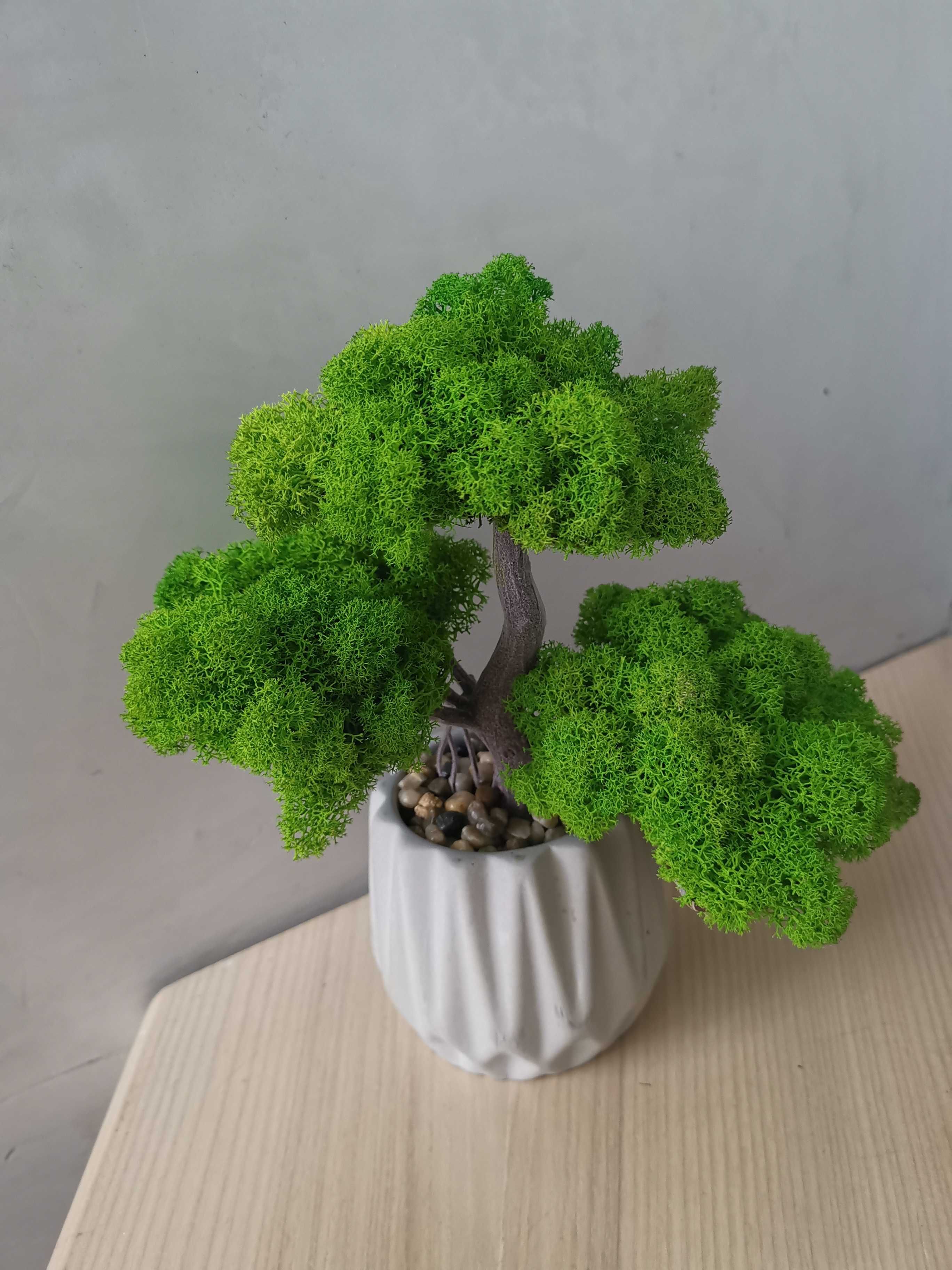 Drzewa bonsai z mchu chrobotka fińskiego