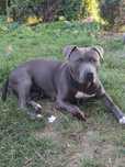 Zapowiedź miotu American Staffordshire Terrier