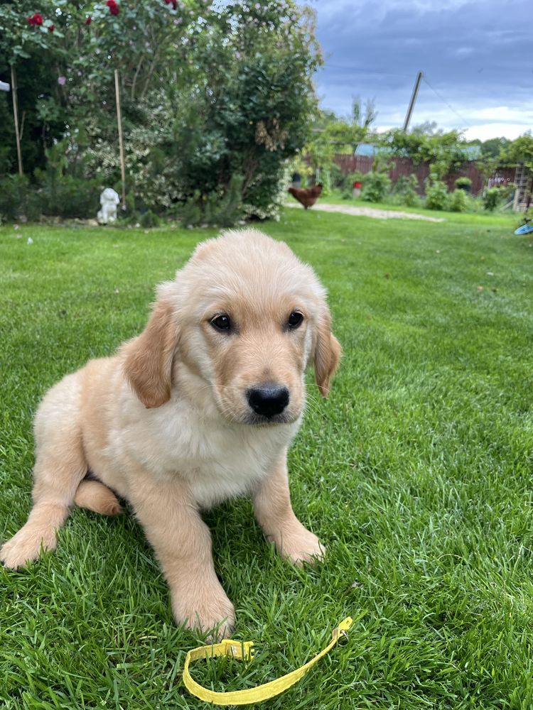 Golden Retriever