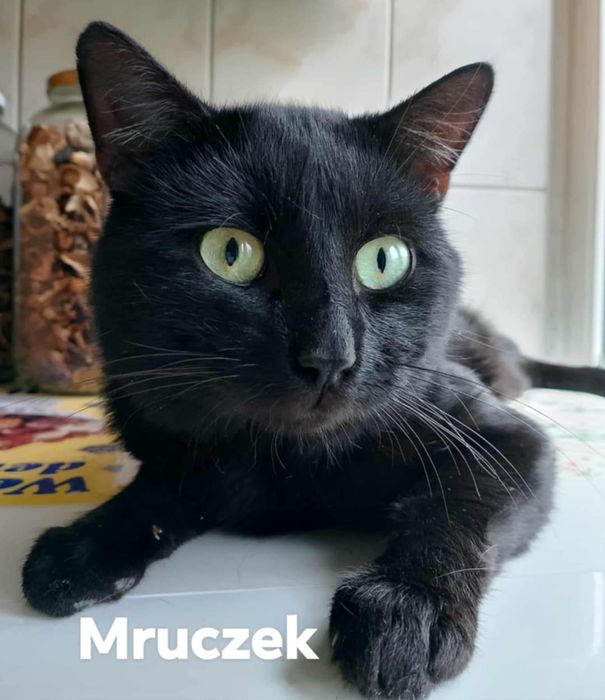 1.5 roczny zdrowy,wykastrowany kocurek do adoocji.