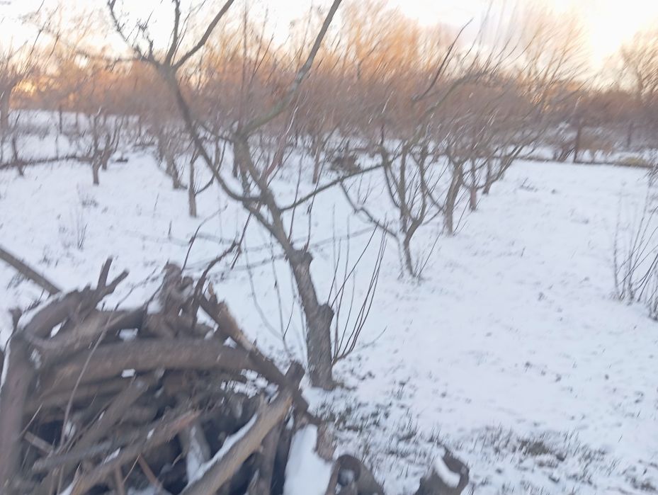 Щипа перебиті гілки горіха
