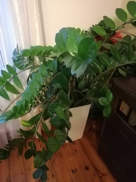 Zamiokulkas zamiolistny