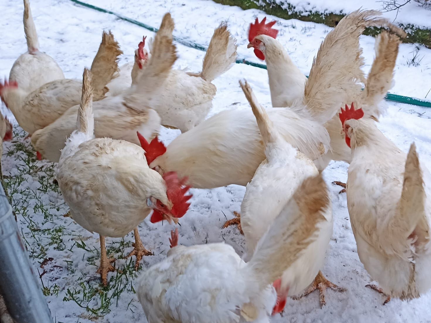 Leghorn - jaja lęgowe najlepszej nioski