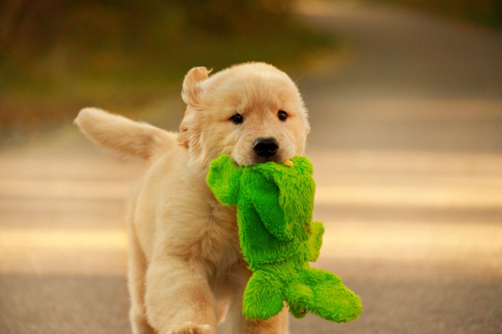 Цуценята золотистого ретривера американського типу