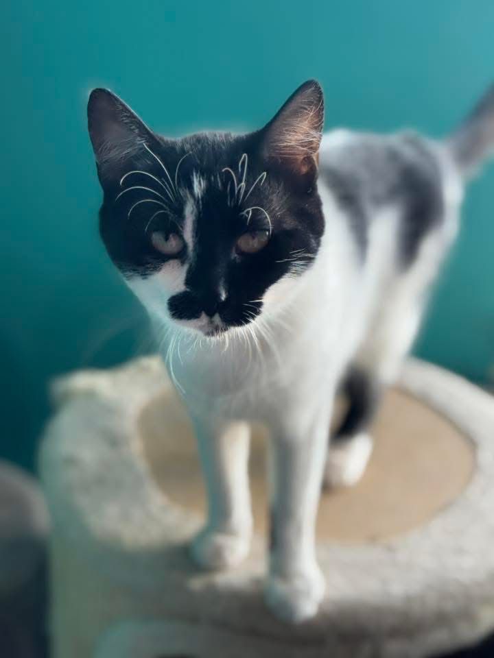 Perelka do adopcji szuka domu