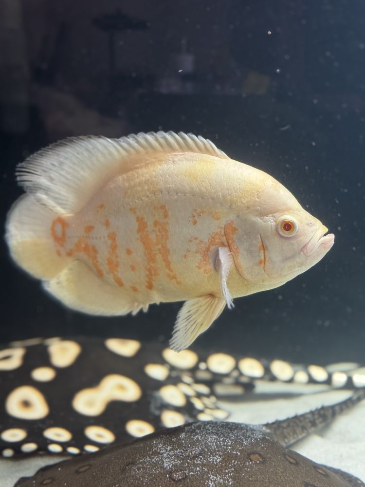 Pawiooka albino 25-27cm