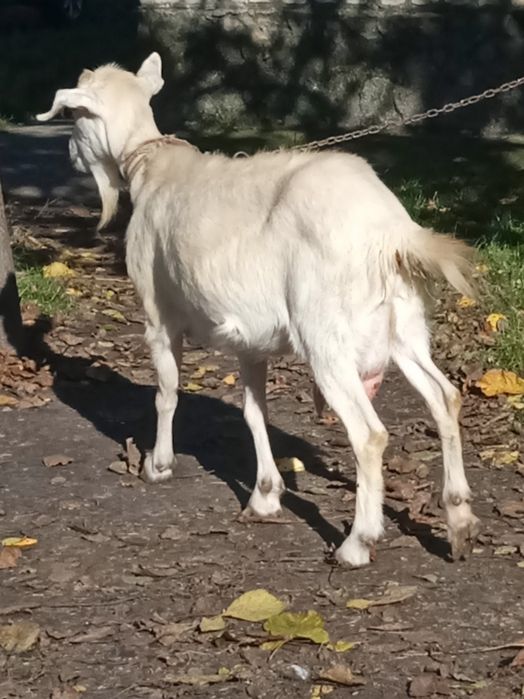 Дойная коза продам