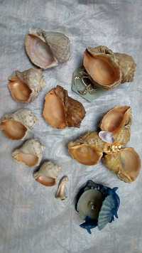 Ракушки рапана  для аквариума и в виде сувениров