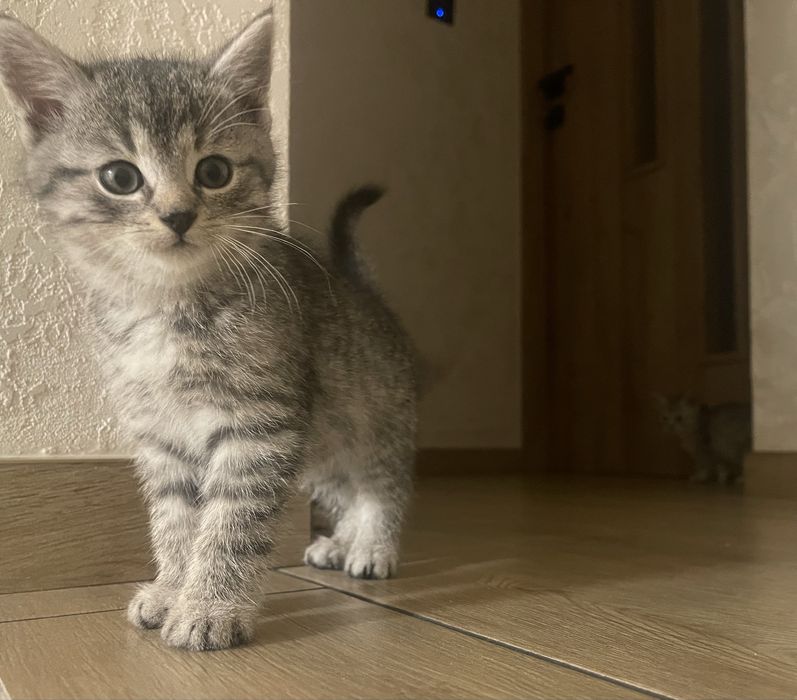 Kotki jasnoszare prażkowane do wydania