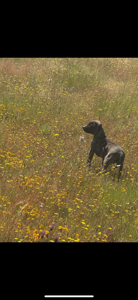 Fastastica femea (Tipo Presa Canario)