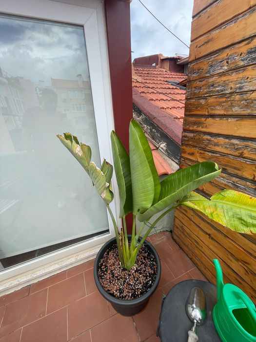 Strelitzia Nicolai