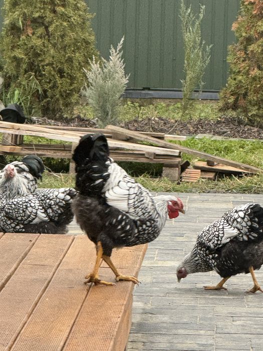 Молоді півні породи Віандот Срібло — чистопородний молодняк