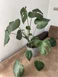 Monstera deliciosa doniczka