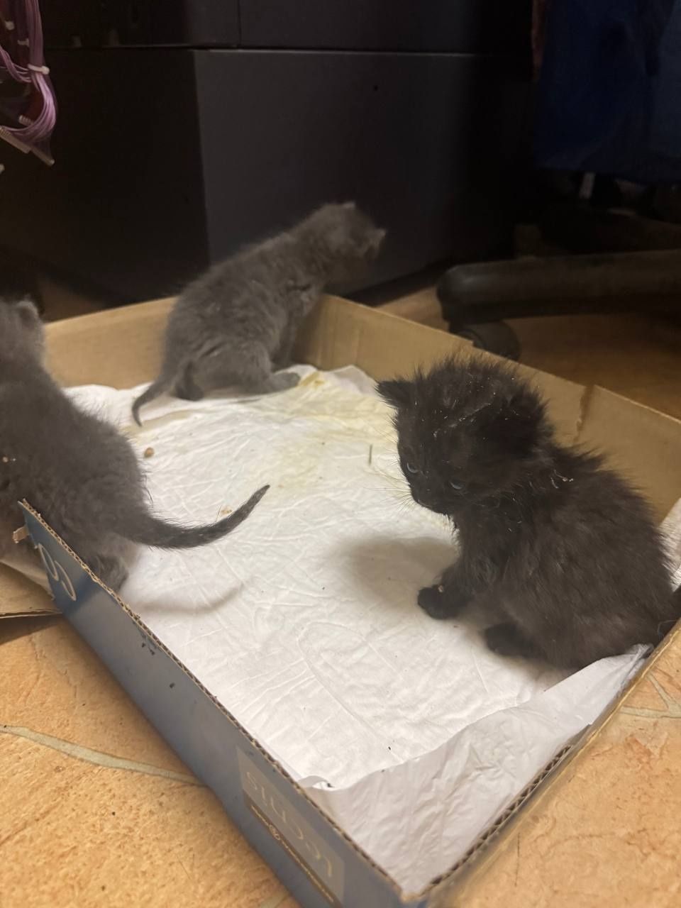 Кошенята в добрі руки