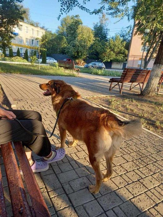 Собака метис кангал/дворянка