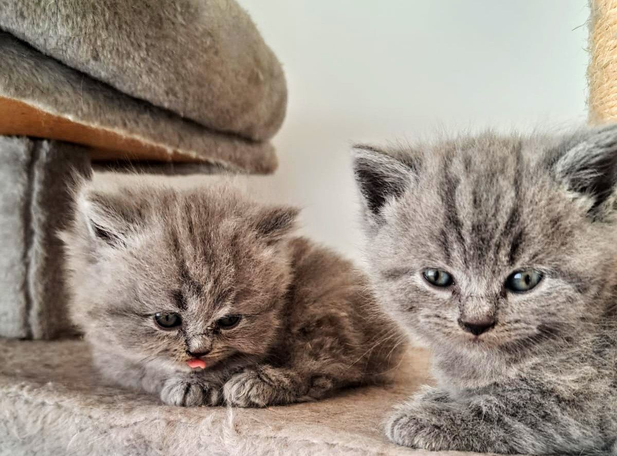 Kot brytyjski niebieski krótkowłosy długowłosy Whiskas