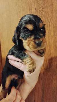 Cocker spaniel angielski czarno podpalany