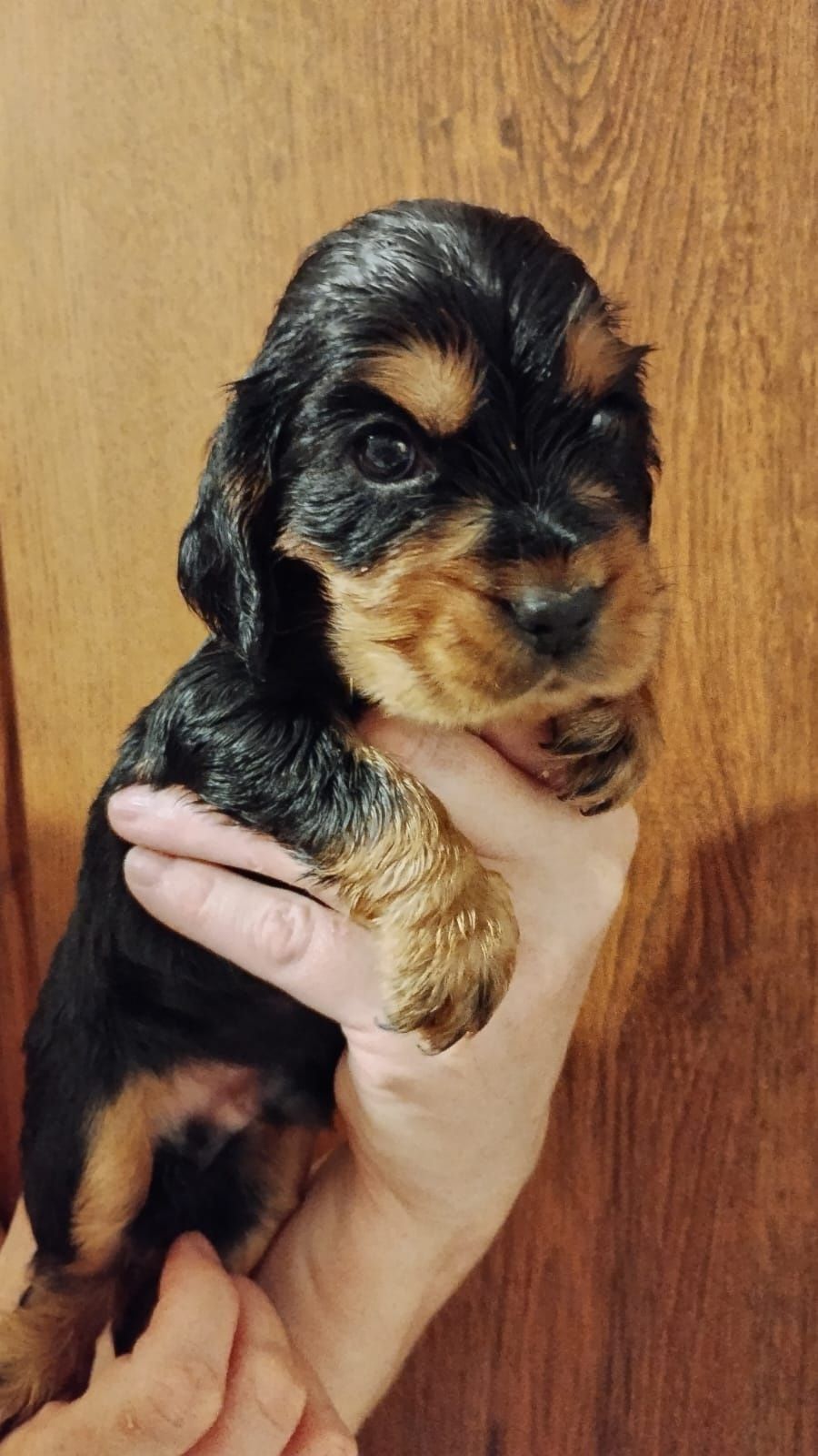 Cocker spaniel angielski czarno podpalany