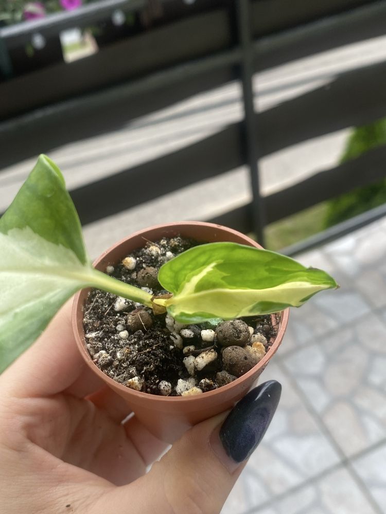epipremnum happy leaf
