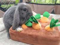 Królik baranek miniaturka Mini Lop