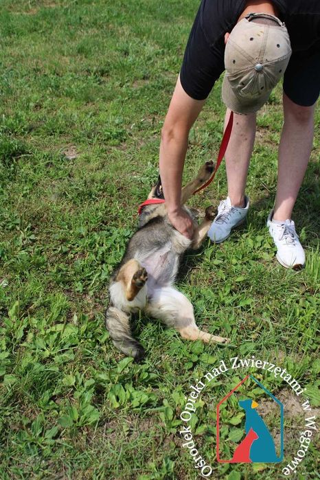 Bardzo przyjazna sunia Kizia szuka domu!