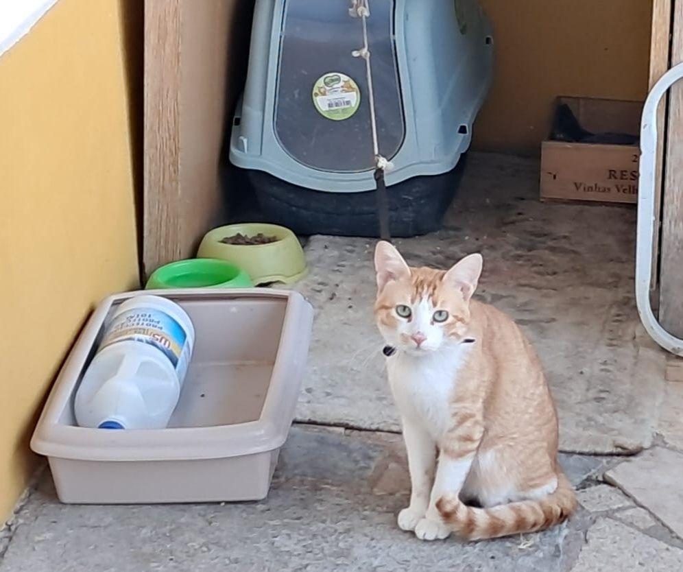 Simba - gato jovem para adoção