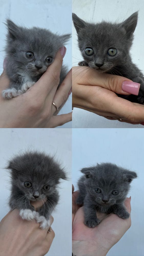 Шотландські  кошенята