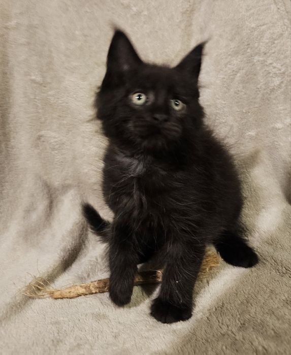 Cudowny Maine Coon Odbiór przed świętami