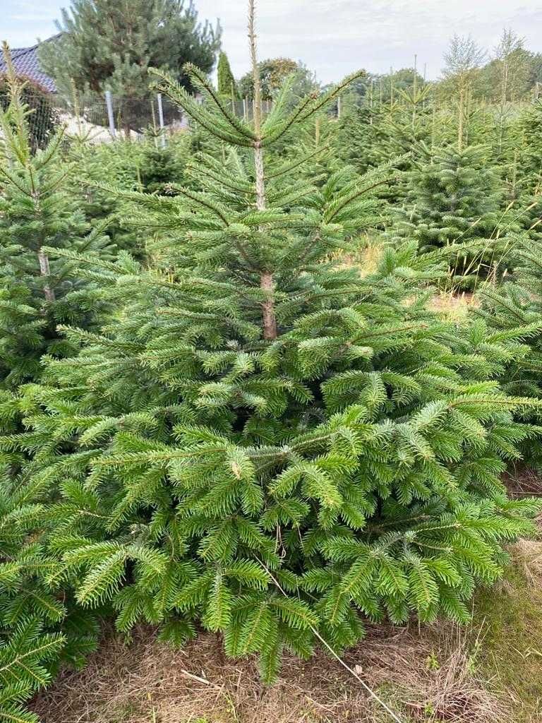 Świerk srebrny, jodła kaukaska własna plantacja.