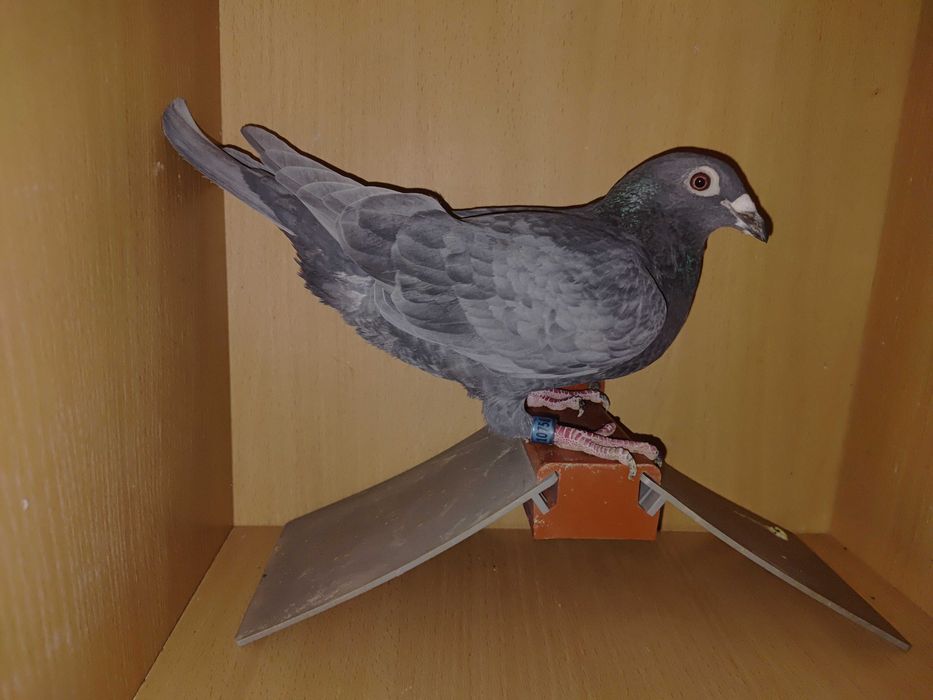 Gołębie pocztowe, andaluzy