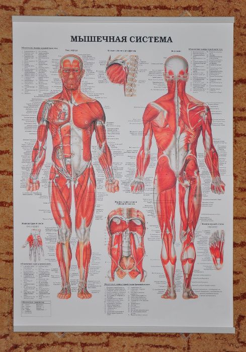 Анатомические плакаты
