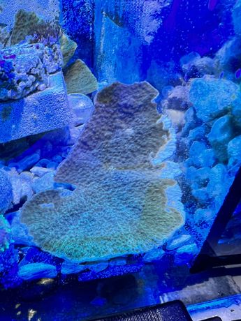 Montipora talerzowa talerzówka green koralowiec akwarium morskie