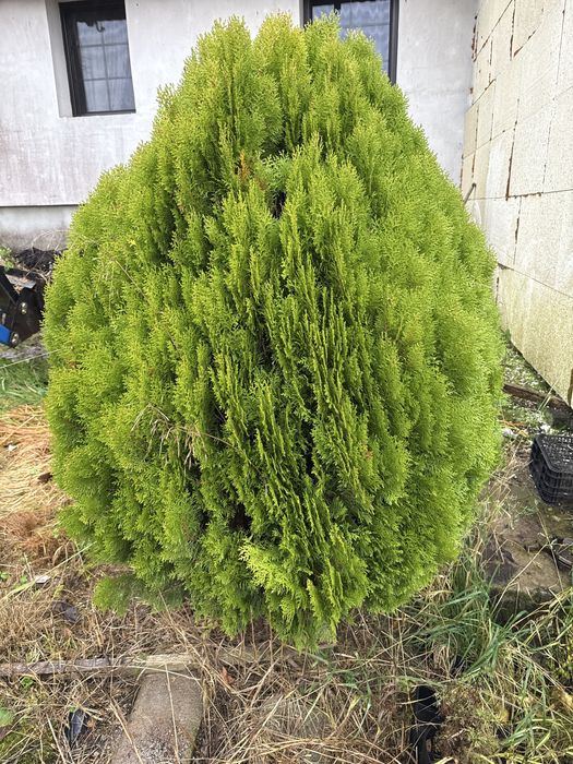 Tuja 160 cm oddam za …….