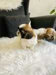 Shih tzu suczka do rezerwacji