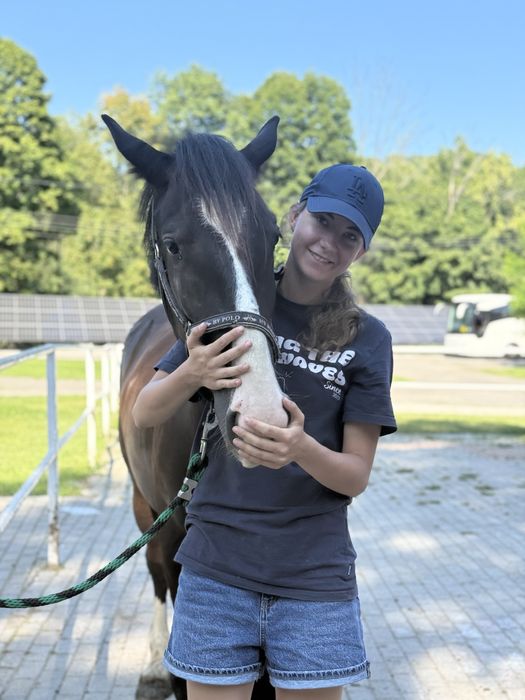 Wałach tinker x kwpn