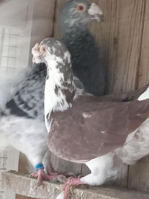 Sprzedam gołębie staropolskie