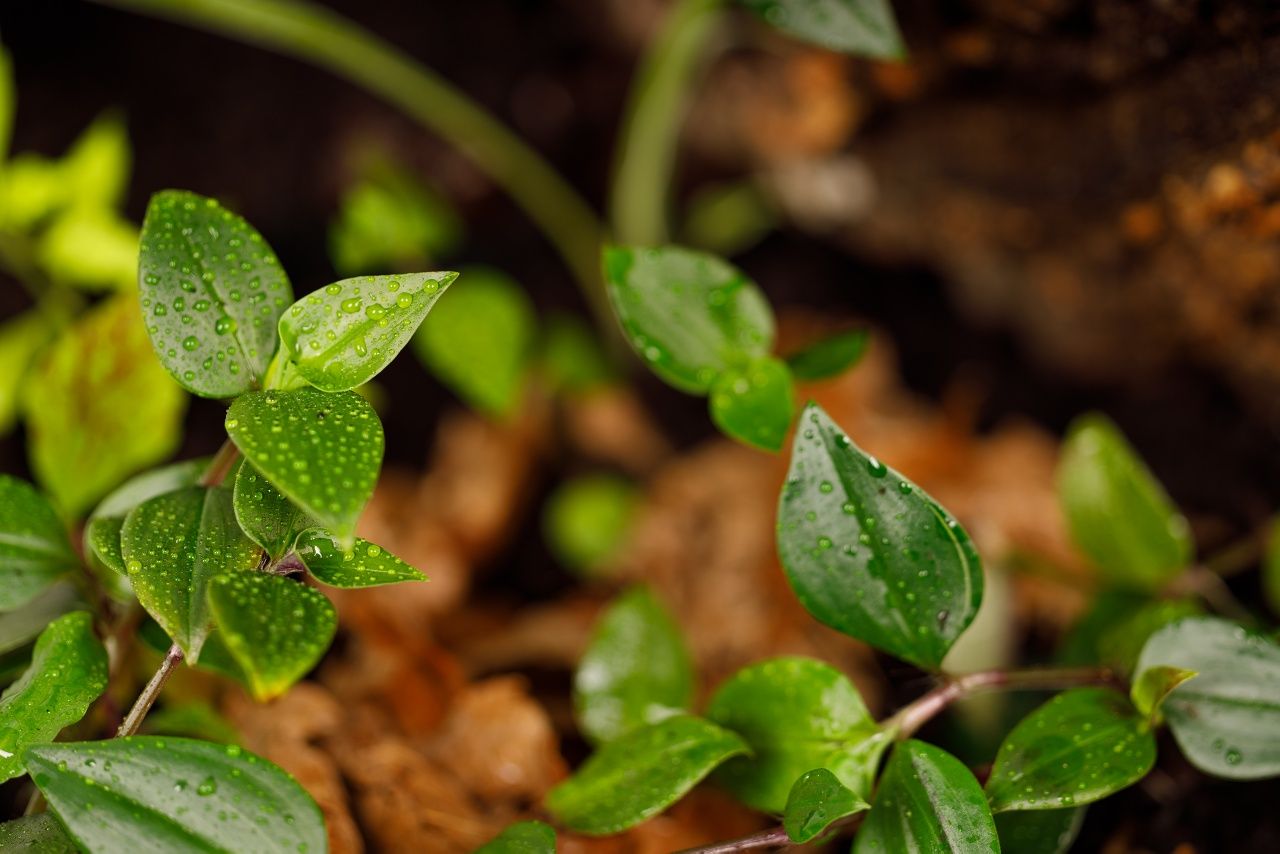 Terrarium tropikalne gekon orzesiony