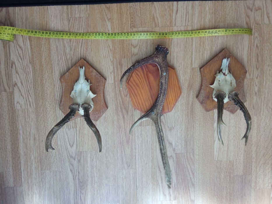 Poroże jelenia małe