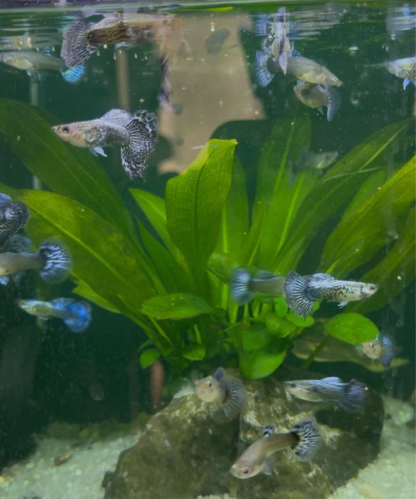 Casais Guppy Metal Blue Lace