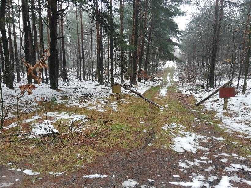 Działka leśna w Przybynowie. Zamiana