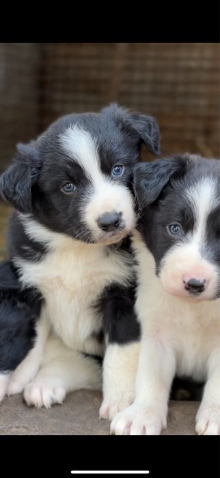 Szczeniak Border Collie piesek biało czarny