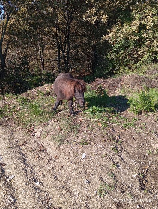 Vendo pônei raça pequena