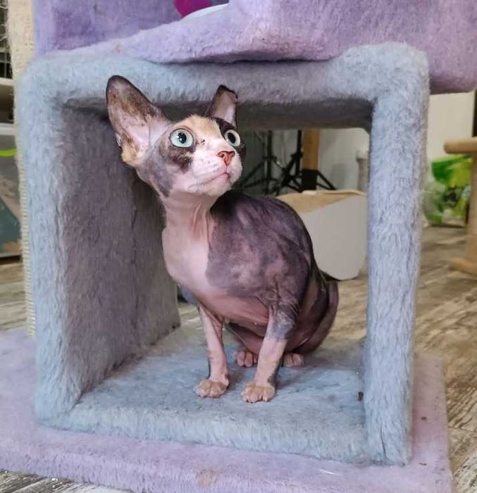 Кошечка редкой КРАСОТЫ, породы Сфинкс, по кличке Стеша (ей 4 годика)
