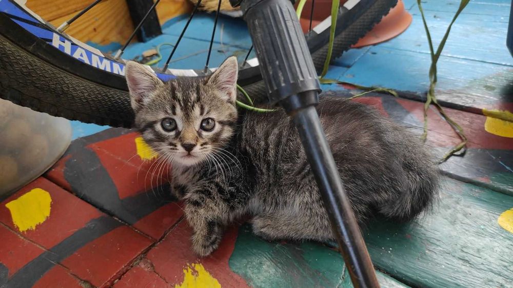 Кошенята в добрі руки