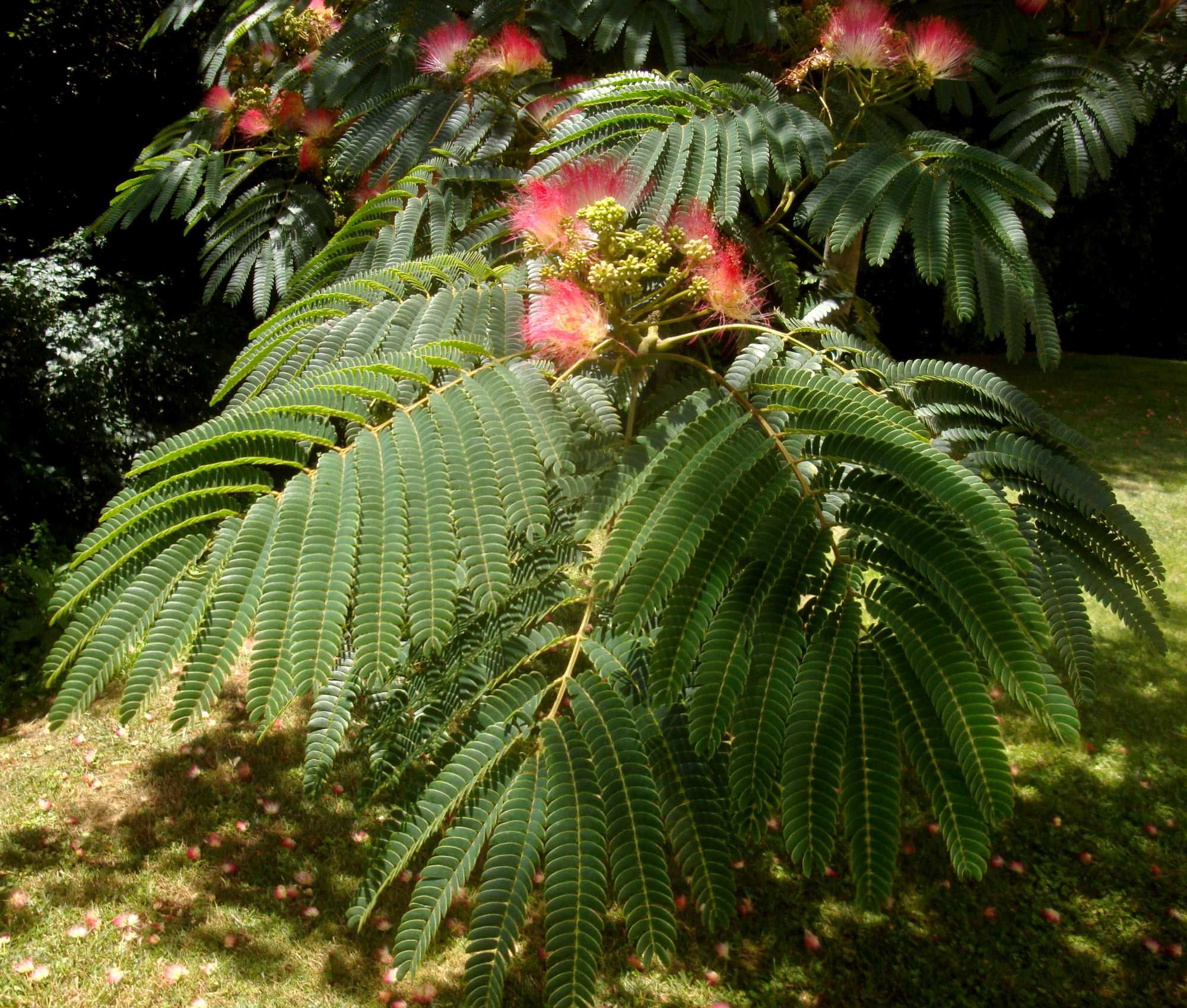 Sementes Arvores Ornamentais Jardim Plantas Arbustos Garden Ornamental