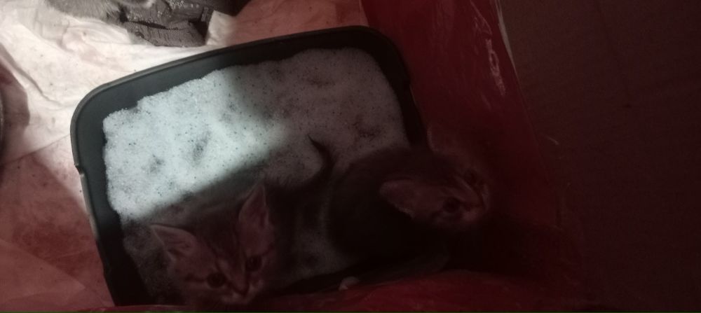 Віддам кошенят безкоштовно
