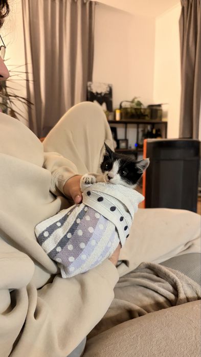 Gatinho Macho para adoção