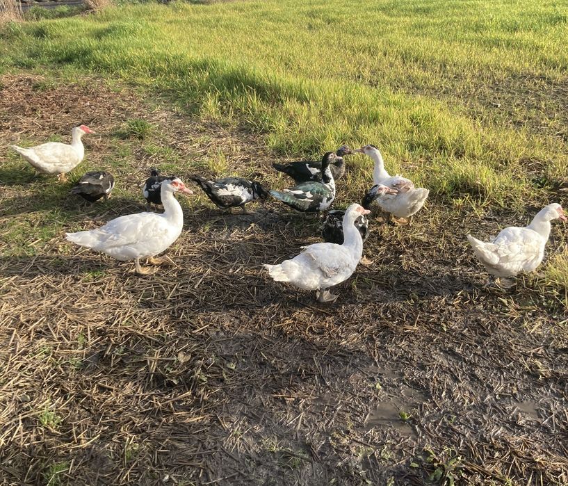 Sprzedam kaczki kaczory