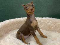 Royal Sublime Pinscher